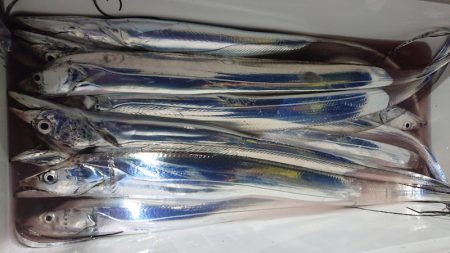 シースナイパー海龍 釣果