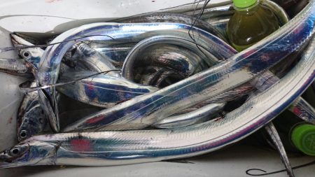 シースナイパー海龍 釣果