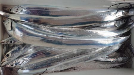 シースナイパー海龍 釣果