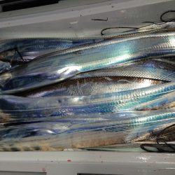 シースナイパー海龍 釣果