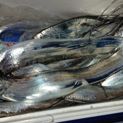 シースナイパー海龍 釣果