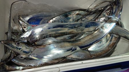 シースナイパー海龍 釣果