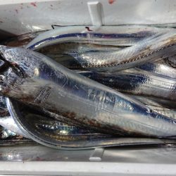 シースナイパー海龍 釣果