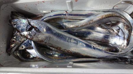 シースナイパー海龍 釣果