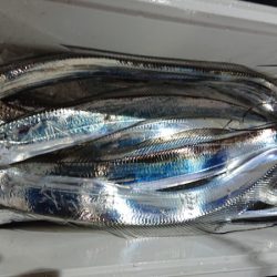 シースナイパー海龍 釣果