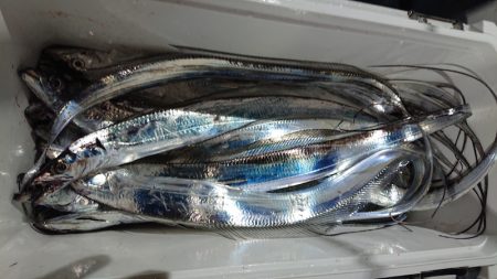 シースナイパー海龍 釣果