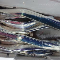 シースナイパー海龍 釣果