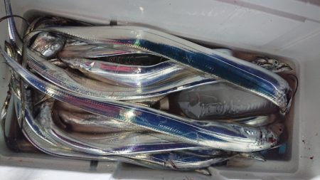 シースナイパー海龍 釣果