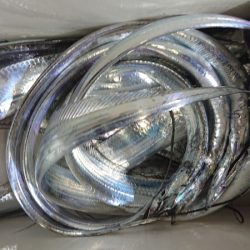 シースナイパー海龍 釣果