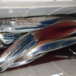 シースナイパー海龍 釣果