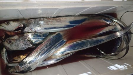 シースナイパー海龍 釣果