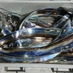 シースナイパー海龍 釣果