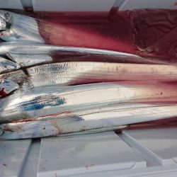 シースナイパー海龍 釣果