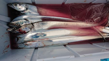 シースナイパー海龍 釣果