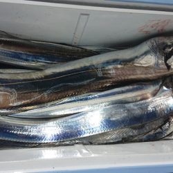 シースナイパー海龍 釣果