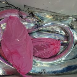 シースナイパー海龍 釣果