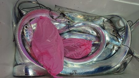 シースナイパー海龍 釣果