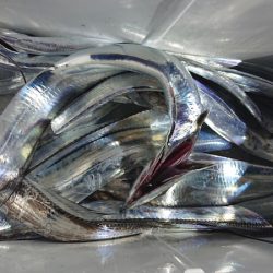 シースナイパー海龍 釣果