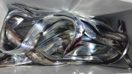 シースナイパー海龍 釣果