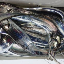 シースナイパー海龍 釣果