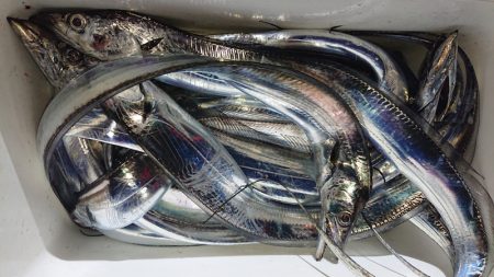 シースナイパー海龍 釣果