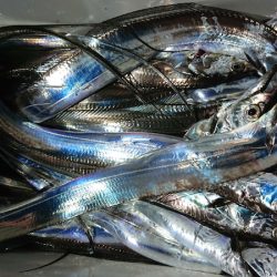 シースナイパー海龍 釣果