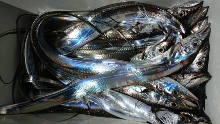 シースナイパー海龍 釣果