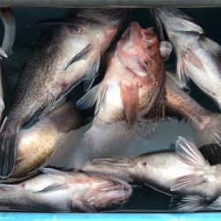 第二八坂丸 釣果