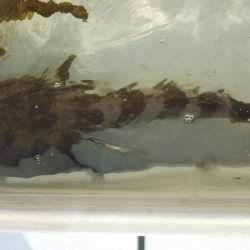 海楽隊 華栞丸 釣果