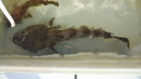 海楽隊 華栞丸 釣果