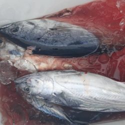 清和丸 釣果