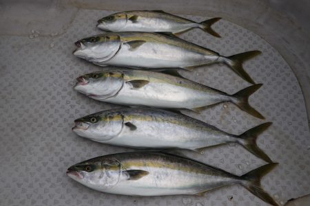 浜栄丸 釣果