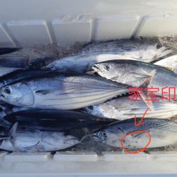 清和丸 釣果
