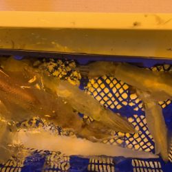 海龍丸(石川) 釣果