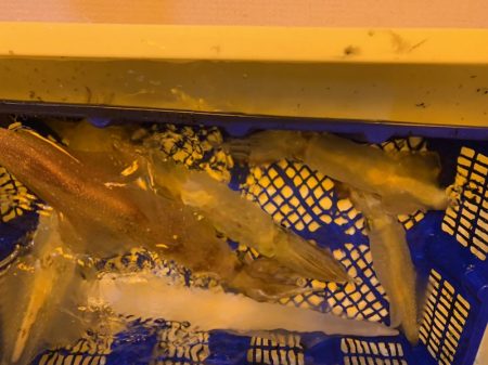 海龍丸(石川) 釣果