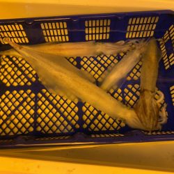 海龍丸(石川) 釣果