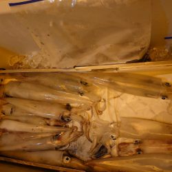 海龍丸（石川） 釣果