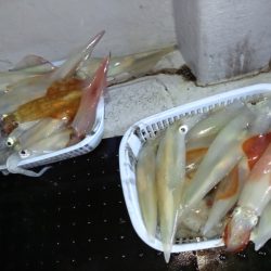 第二龍勢丸 釣果