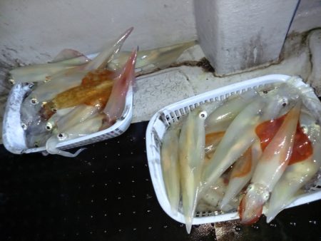 第二龍勢丸 釣果