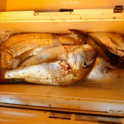 海龍丸（石川） 釣果