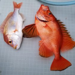 アマテラス 釣果