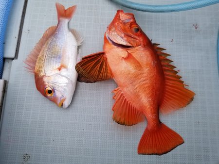 アマテラス 釣果