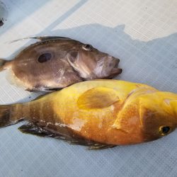 アマテラス 釣果