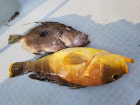 アマテラス 釣果