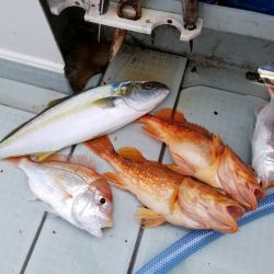 アマテラス 釣果