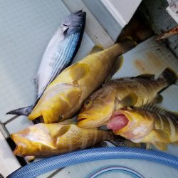 アマテラス 釣果