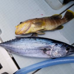 アマテラス 釣果