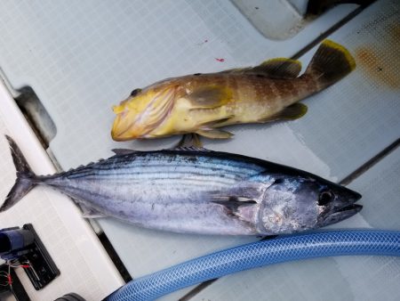 アマテラス 釣果