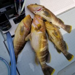 アマテラス 釣果