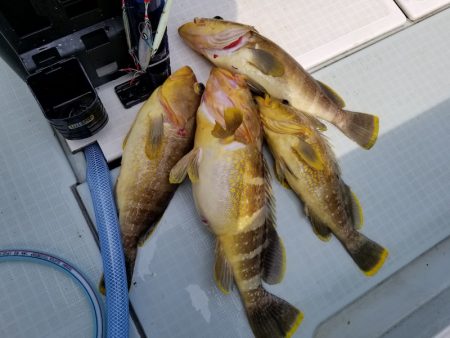 アマテラス 釣果